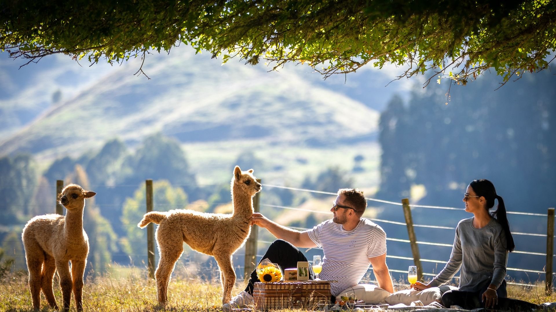 Nevalea Alpaca Farm - Visit Ruapehu.jpg